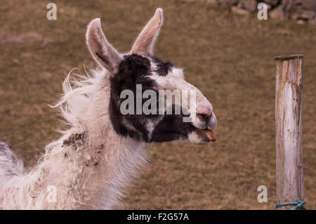 A llama chewing and sticking out its tongue making a funny face on a farm Stock Photo