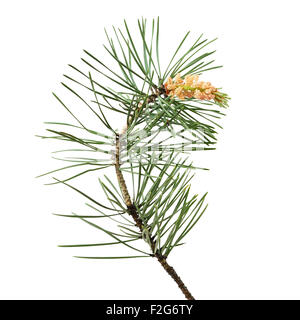 Pinus sylvestris branch isolated on white background Stock Photo
