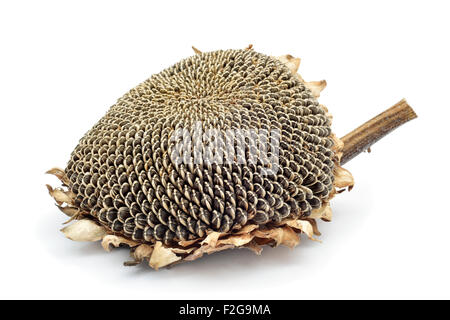 a dried sunflower with its seeds, on a white background Stock Photo