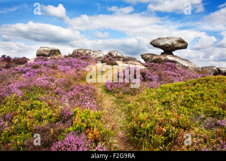 Mushroom Rock and Heather in Bloom on Brimham Moor Nidderdale North Yorkshire England Stock Photo