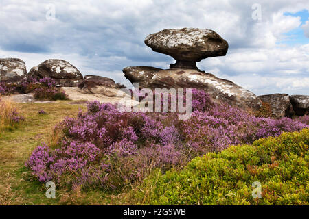 Mushroom Rock and Heather on Brimham Moor Nidderdale North Yorkshire England Stock Photo