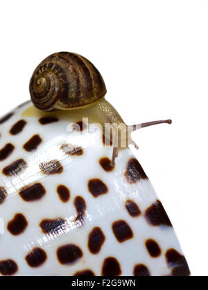 Baby Garden Snail, approx 4 weeks old (helix aspersa/cornu aspersum) on Spotty Conch Shell Stock Photo