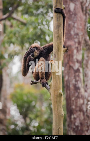 Bornean white-bearded gibbon after rain storm Stock Photo