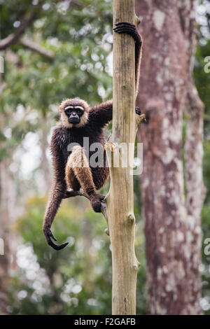 Bornean white-bearded gibbon after rain storm Stock Photo