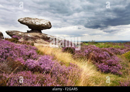 Mushroom Rock and Heather on Brimham Moor Nidderdale North Yorkshire England Stock Photo