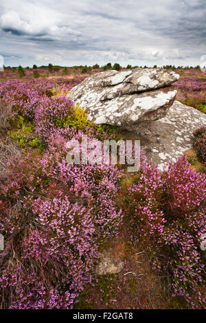 Rock and Heather on Brimham Moor Nidderdale North Yorkshire England Stock Photo