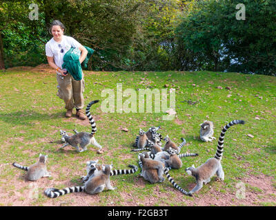 A woman Keeper giving a talk prior to feeding Ring Tailed Lemurs at South Lakes Zoo Dalton Cumbria UK Stock Photo