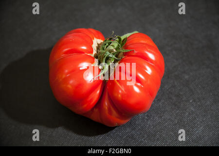 Harrogate, Yorkshire, UK. 18th Sept, 2015. Harrogate Annual Autumn Flower Show, attractions include the giant vegetable competition, and is ranked as one of Britain's top three gardening events. Gigantomo tomatoes can only be bought from Lincolnshire seed seller Van Meuwen,  Read more: http://www.dailymail.co.uk/news/article-2923394/That-s-quite-salad-world-s-largest-tomato-big-just-one-feed-entire-family-goes-The company has even stumped up a £5,000 jackpot for anyone who can grow a Gigantomo tomato that breaks the world record of 7lbs 12oz. Credit:  Cernan Elias/Alamy Live News Stock Photo