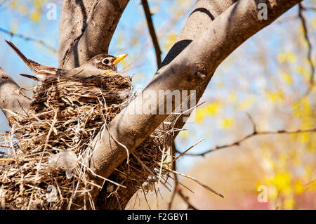 Robin on nest Stock Photo