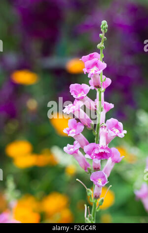 Antirrhinum ‘Pretty in Pink’. Snapdragon ‘Pretty in Pink’ in flower Stock Photo