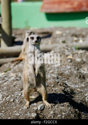 A lone meerkat standing upright on the lookout Stock Photo