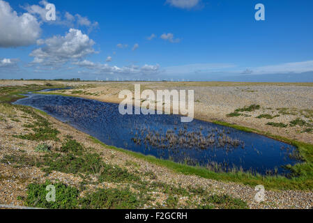 Rye harbour nature reserve. East Sussex. England. UK Stock Photo