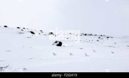 Rock ptarmigans in arctic Lapland. Stock Photo