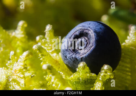A bilberry (Vaccinium myrtillus) Stock Photo