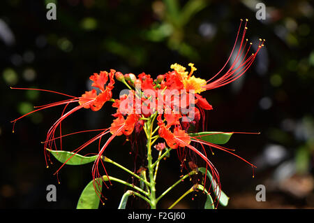 Pride of Barbados Latin name Caesalpinia pulcherrima Stock Photo