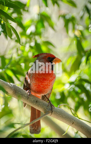 Pyrrhuloxia (Cardinalis sinuatus) male is a Desert cardinal native to the North American Southwest into Northern Mexico. Stock Photo