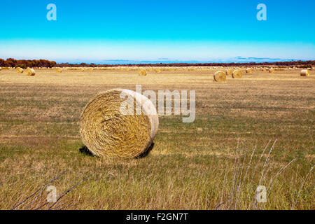 Round hay bails sit in the field after harvesting Stock Photo