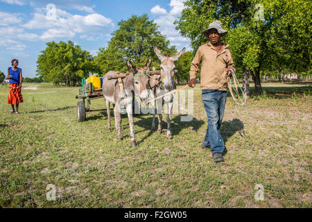 African people with donkeys pulling a cart in a rural area in Botswana, Africa Stock Photo