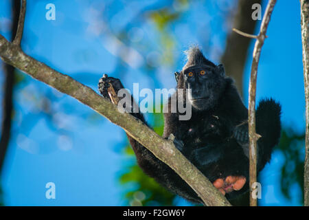 a juvenile male black crested macaque from North Sulawesi take a rest up on top of a tree in the forest of Tangkoko National Park during a sunny day . Stock Photo