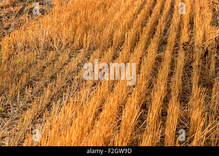 Cornfield harvested stubble. straw. Straws. Autumn harvest Harvesting Harvest Sun Sunlight side eventide past autumn the past li Stock Photo
