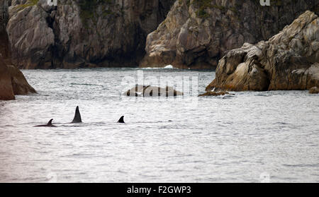 A pod of whales break the water's surface Alaska Coast Stock Photo