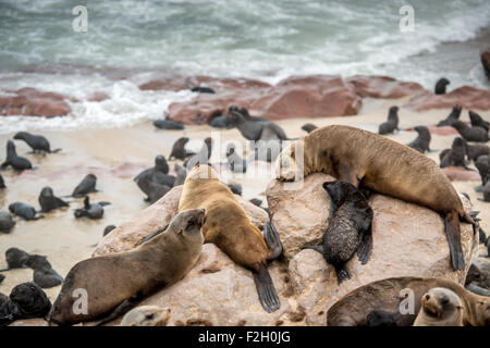 Cape Fur Seals (pinnipedia) on the Seal reserve of the Skeleton Coast in Africa