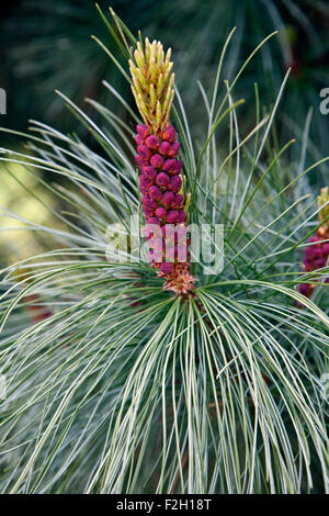 Pine blossom Pinus cembra in closeup Stock Photo