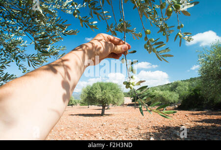 Hand holding olive tree branch. Sun light Stock Photo