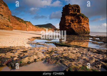 View of the red sandstone sea stacks at Ladram Bay near Sidmouth on Devon's Jurassic Coast, England, UK