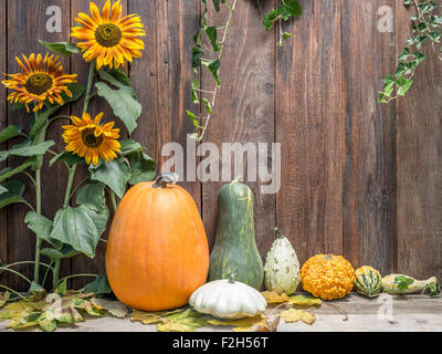 Composition of pumpkins, zucchini,summer squashes, against rustic wooden plank wall Stock Photo