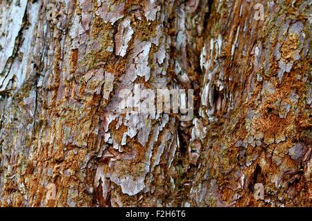 Monkey Puzzle tree bark Stock Photo