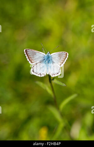 Chalkhill blue butterfly (Polyommatus coridon), UK Stock Photo