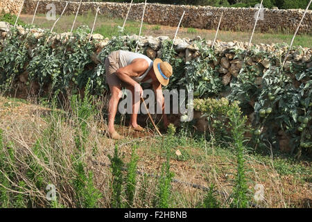 Pedro - a Menorcan gardener at work clearing weeds from his tomato plants in Sant Lluis, Menorca, Spain Stock Photo