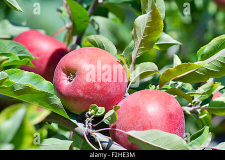 Three red apples hanging on a fertile tree in the orchard Stock Photo