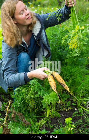 Woman admiring freshly picked carrots at the allotment