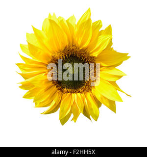 sunflower isolated on white background with a clipping path Stock Photo