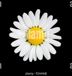 Daisy  chamomile flower on black background macro Stock Photo