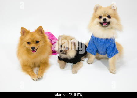 Pomeranian Family at Studio Stock Photo