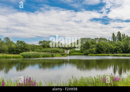 A lake in London Wetlands Center - WWT nature reserve Stock Photo