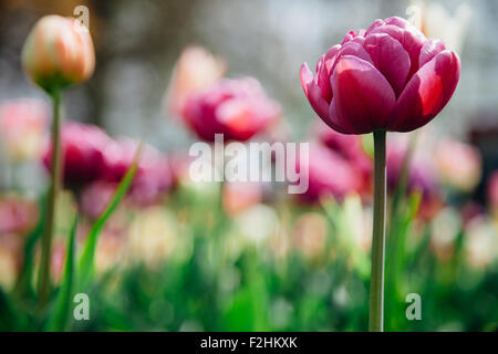 Beautiful  purple tulip flower with bright blurred background Stock Photo