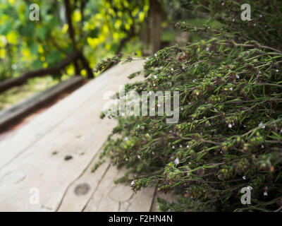 Thyme on wooden table Stock Photo