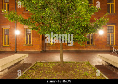 A tree in one of the courtyards at the School of Media Studies & Information Technology 'F Building' at the Humber College. Stock Photo