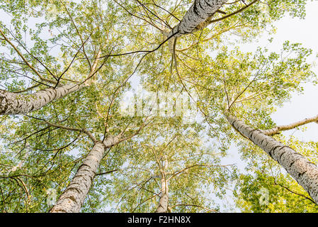Looking up to the sky in a birch forest at the end of summer Stock Photo