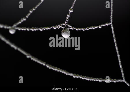 Spider web in frost and ice with a bug trapped in ice crystal Stock Photo