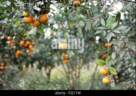 Kintamani Orange harvesting in plantation at Kintamani, Bali Stock Photo