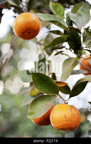 Kintamani Orange harvesting in plantation at Kintamani, Bali Stock Photo