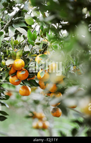 Kintamani Orange harvesting in plantation at Kintamani, Bali Stock Photo