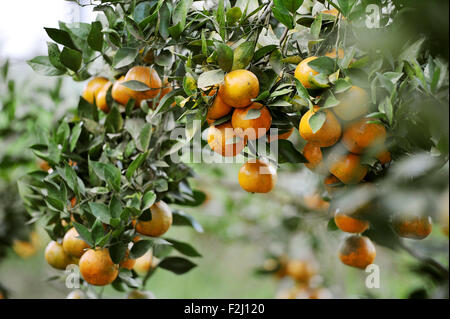 Kintamani Orange harvesting in plantation at Kintamani, Bali Stock Photo