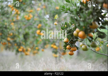 Kintamani Orange harvesting in plantation at Kintamani, Bali Stock Photo