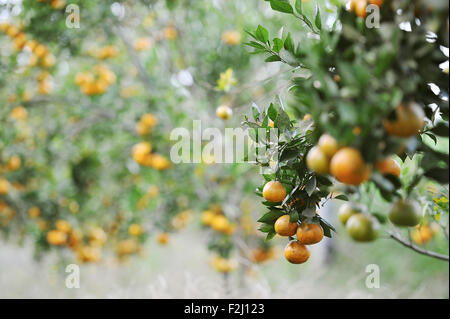 Kintamani Orange harvesting in plantation at Kintamani, Bali Stock Photo